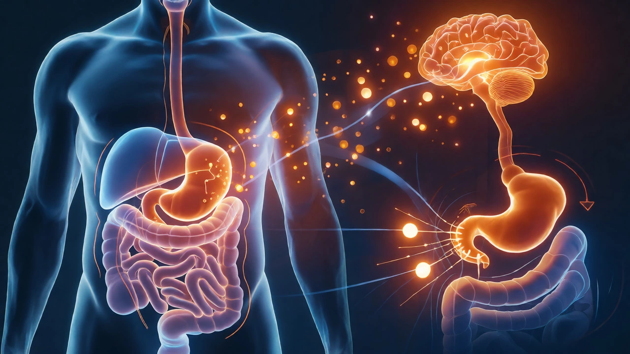 Glowing internal organs showing GLP-1 medication effects